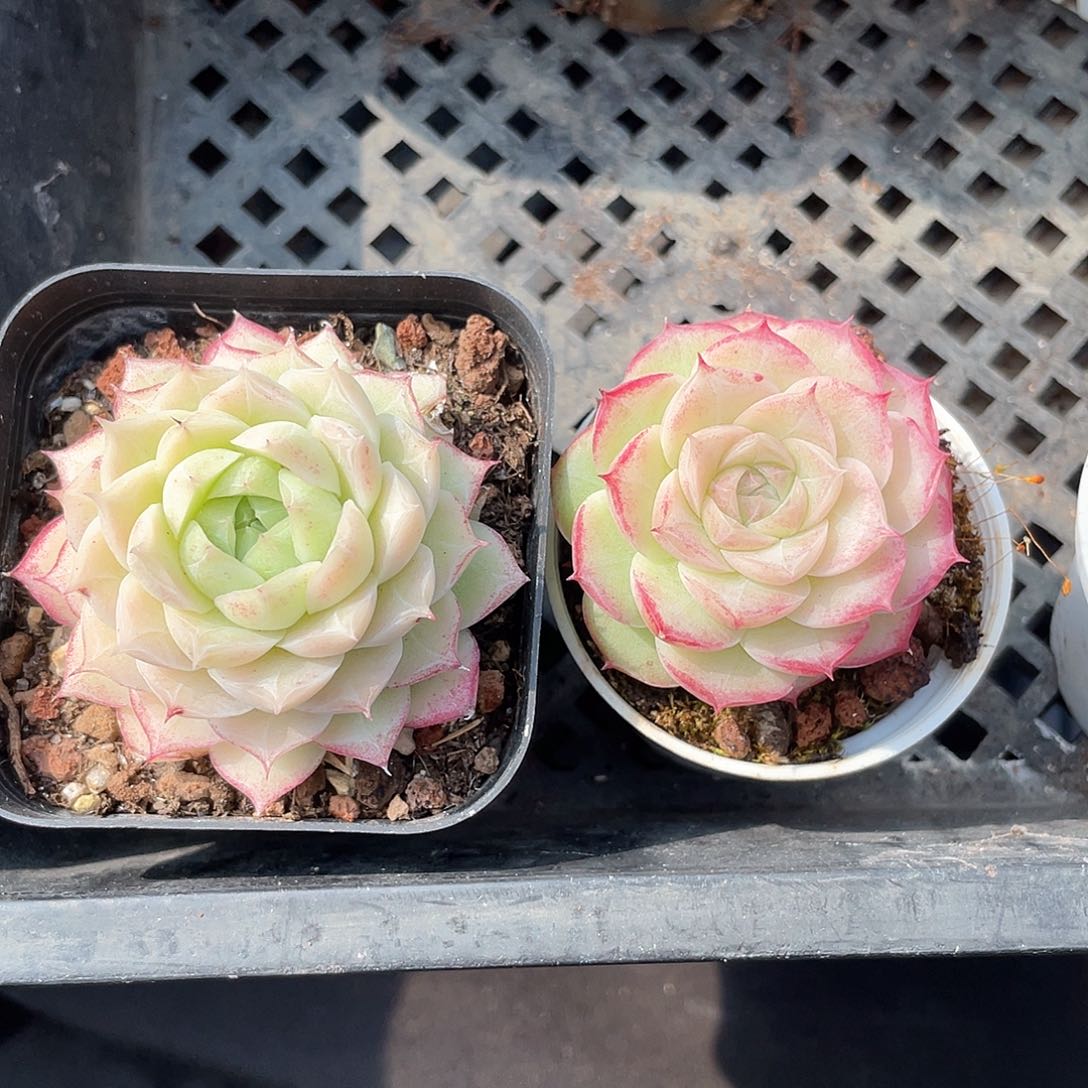 望*望优选女王2颗专拍9551