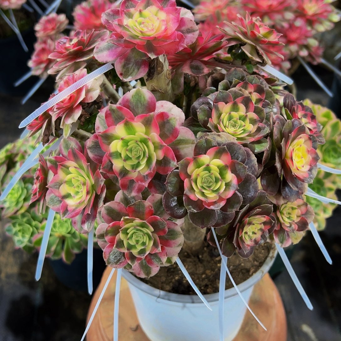 老庄嫁接荔枝倾城双拼法师168.8