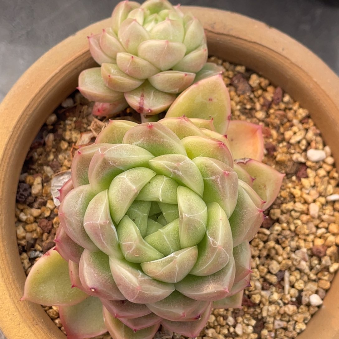 青峦珍妮双头9公分左右