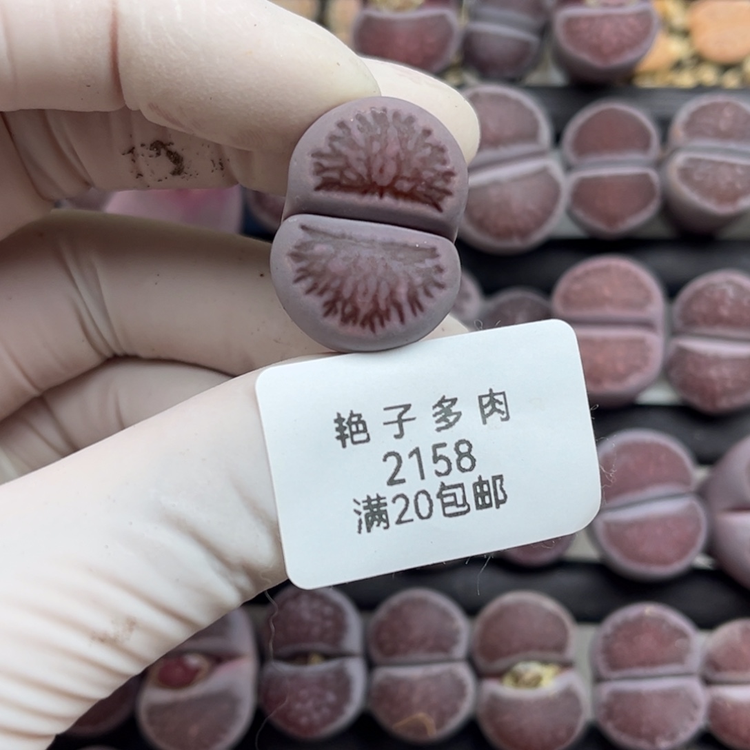 小***幸2158号一棵血管紫菊