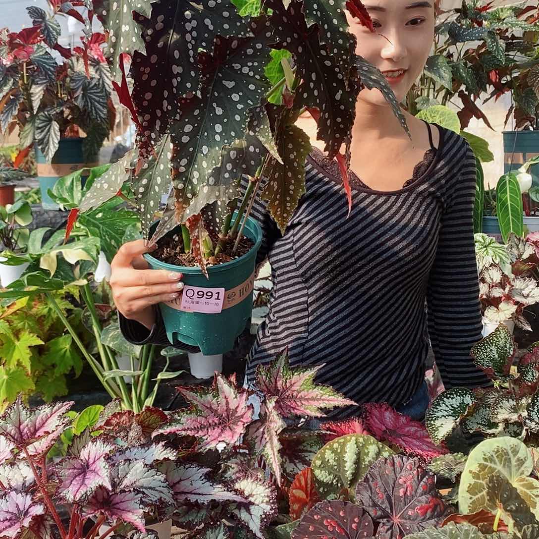 不开花植物皮***机秋海棠991