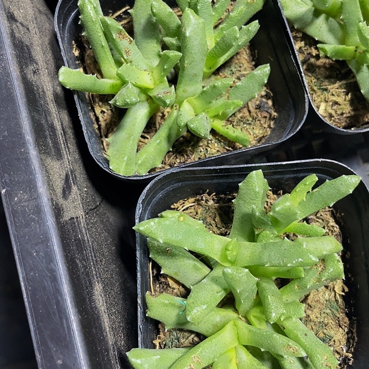 芳香波2.8带盆土发