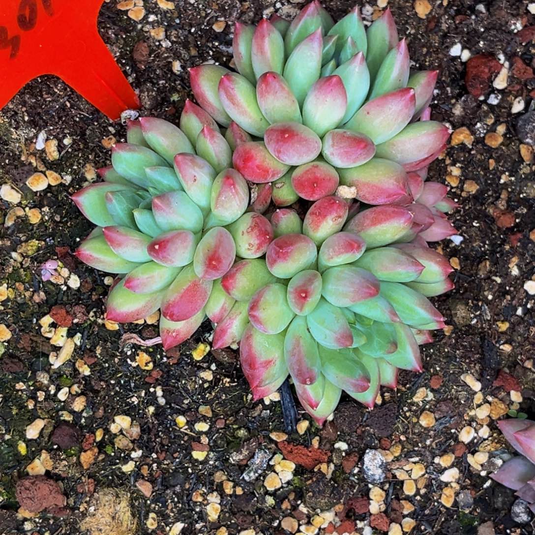 @***女3018号晚上多肉植物群生