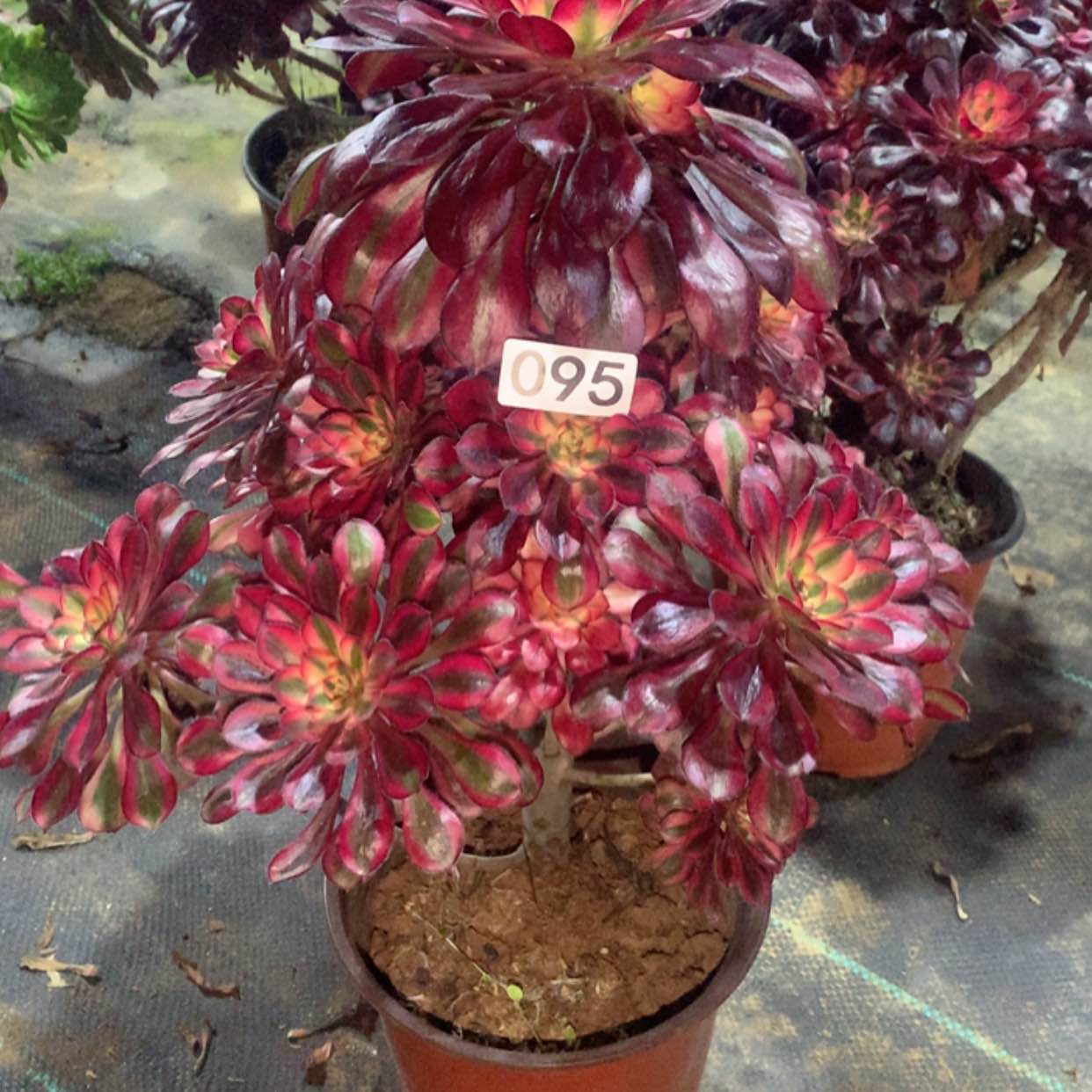 【闪购商品】95香奈儿