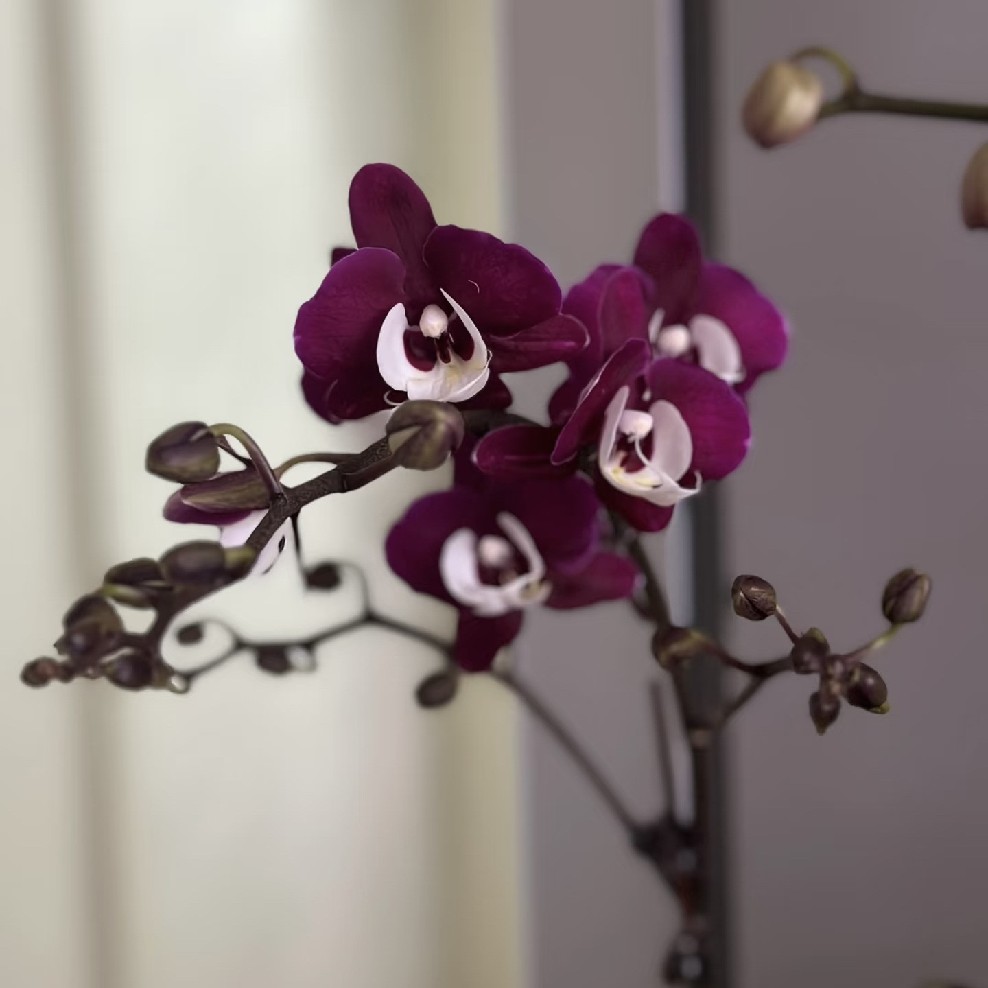 小花型【九玖团圆】3.5寸加高杯 带花键发货