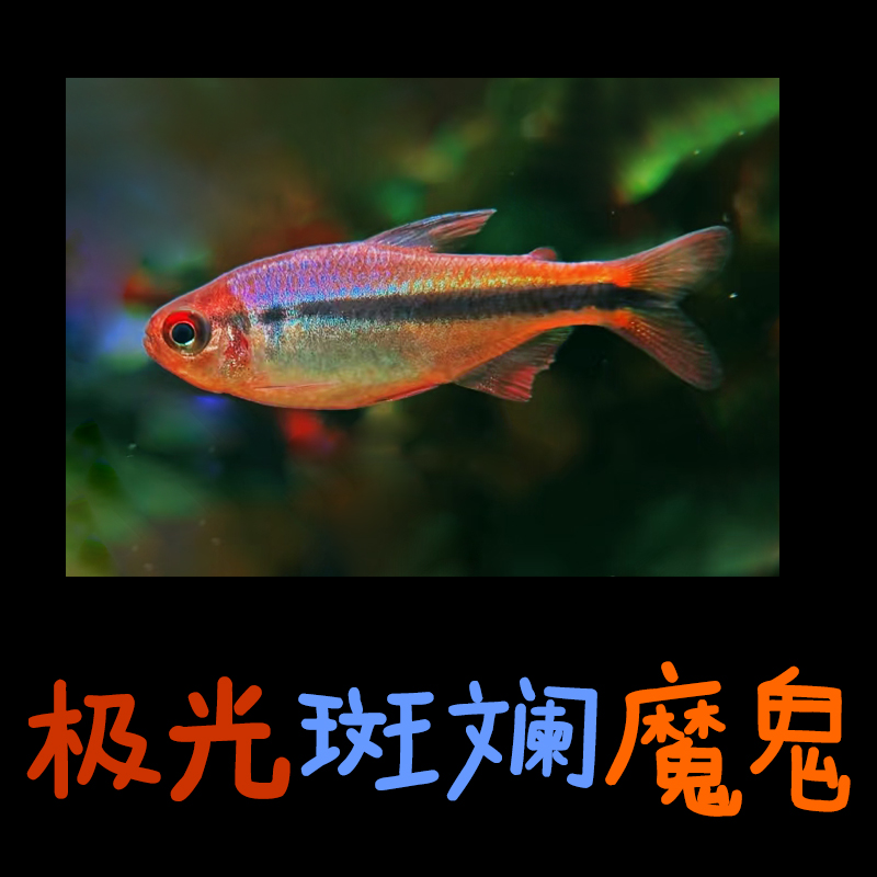 【极光斑斓魔鬼灯】公观赏鱼青鳉鱼红火蚁