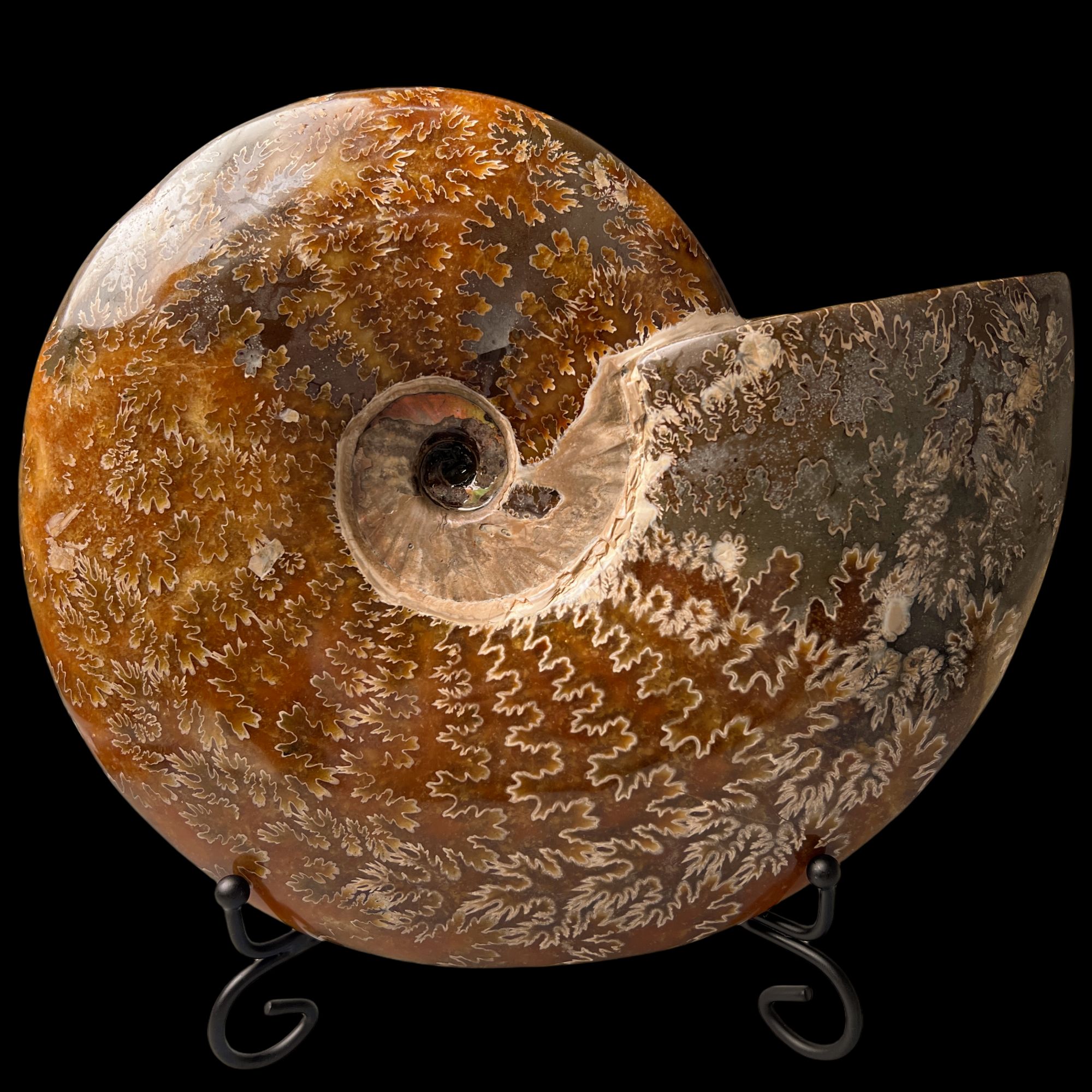 【 叶菊石（摆件）】大尺寸！231mm 玉化 马达加斯加 古贝壳 A2