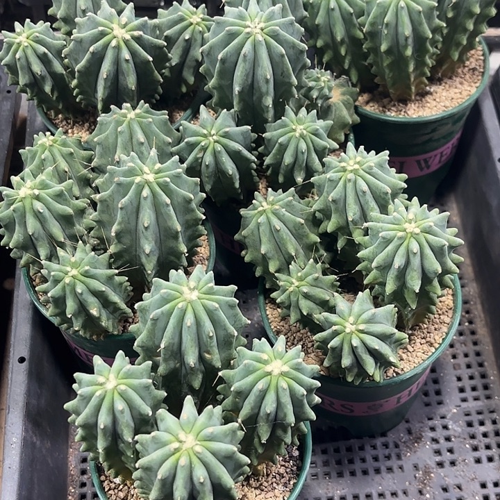 王冠龙加仑盆裙随机一盆