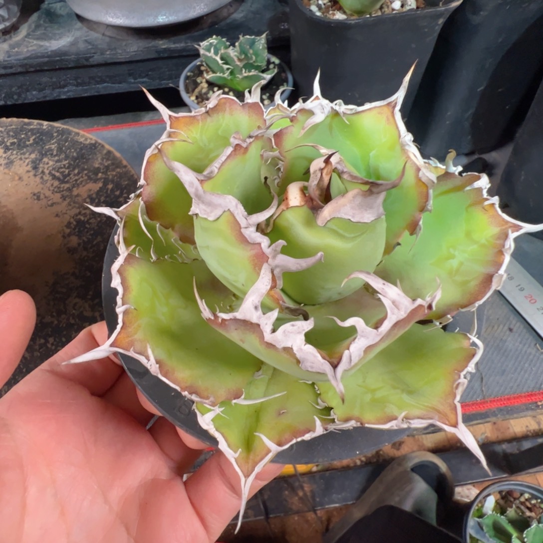 白鲸大大大大大大大大