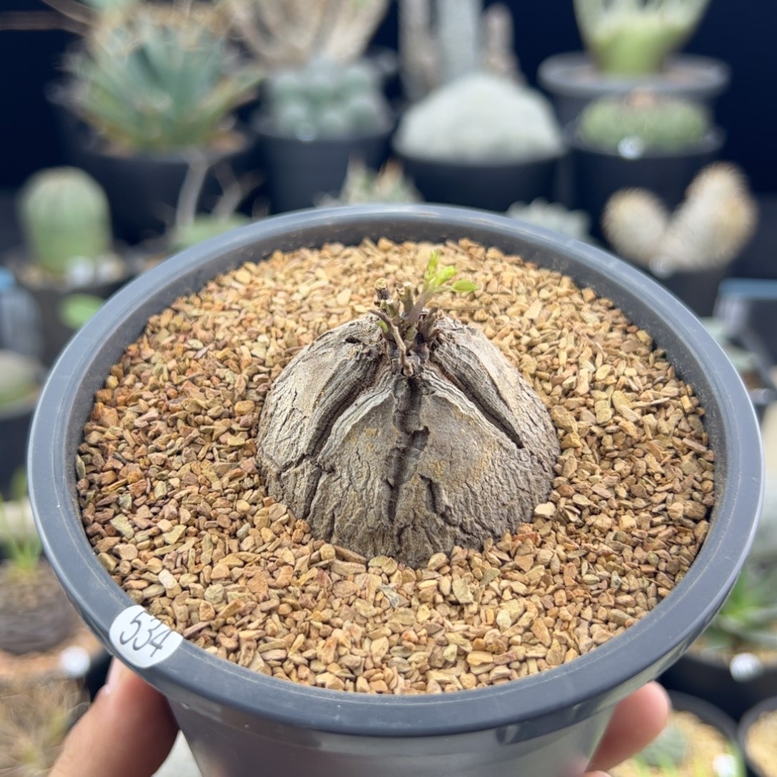 南非龟甲龙5一物一拍