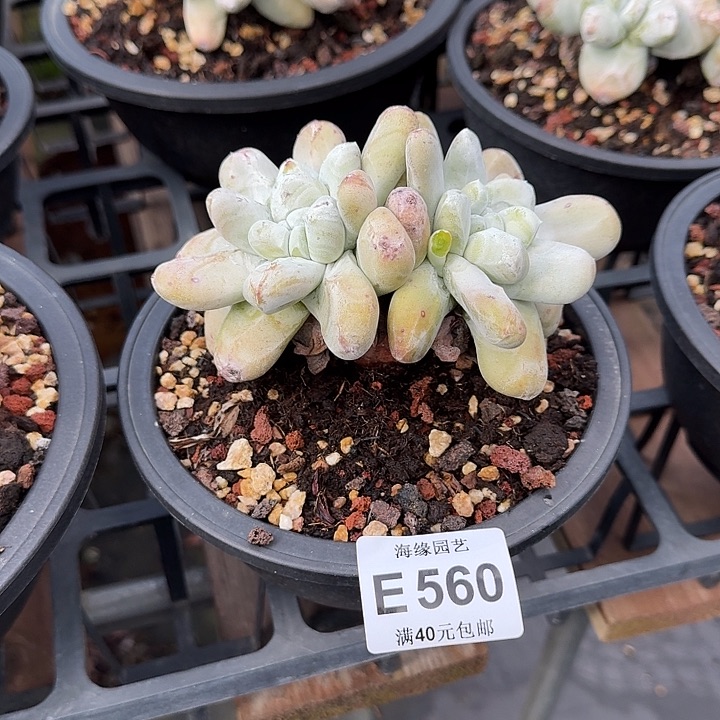 拇指仙女杯一物一拍