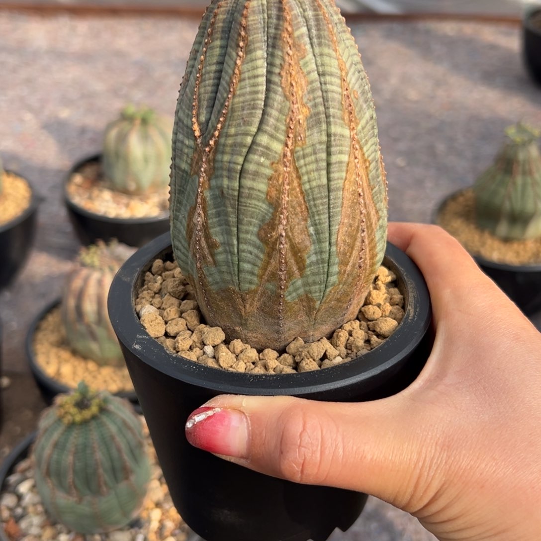 布纹wwwwwwwwwwwwwwwwww