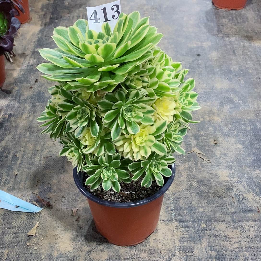 艳凝413多肉法师植物
