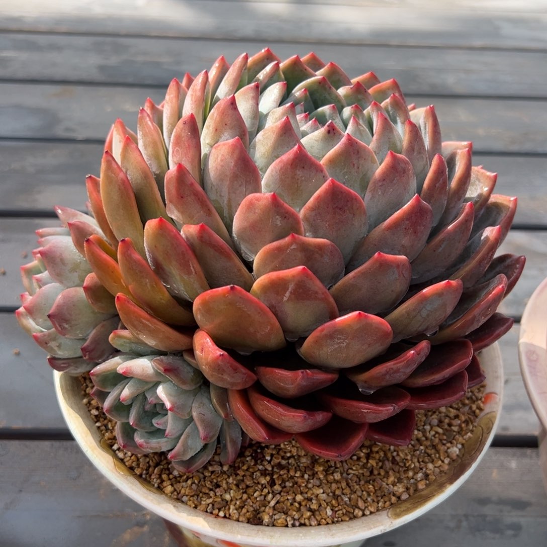 从前慢多肉精选编号0220.405