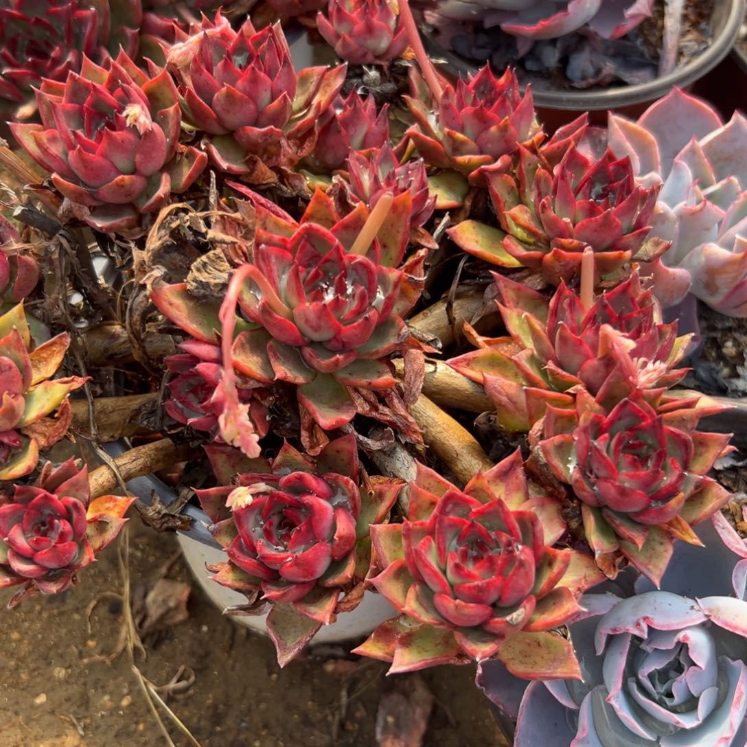 多肉植物大群野马冬云
