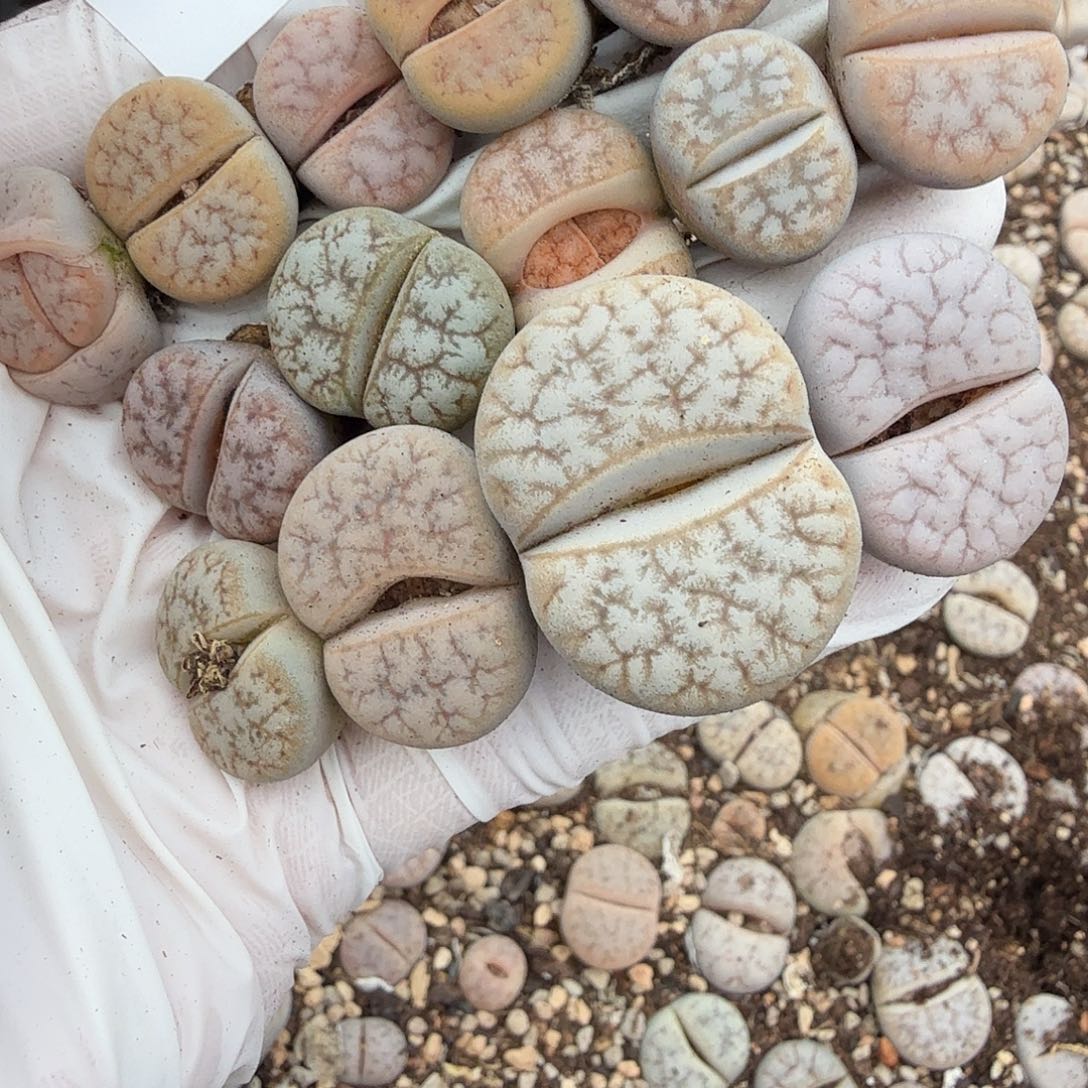 玫****好看我真的不配喜欢了呀352