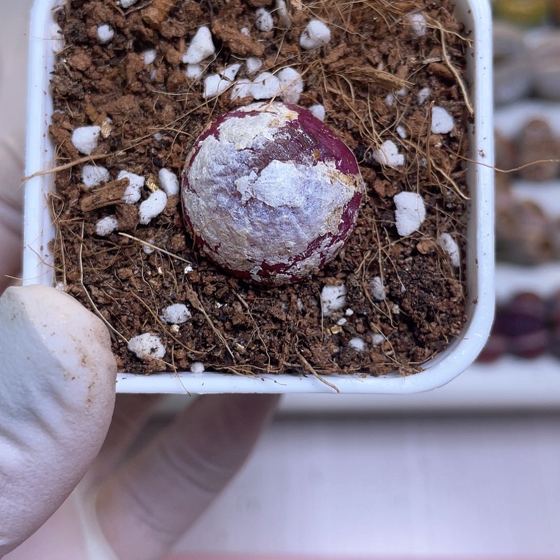 506号 带盆土发货……