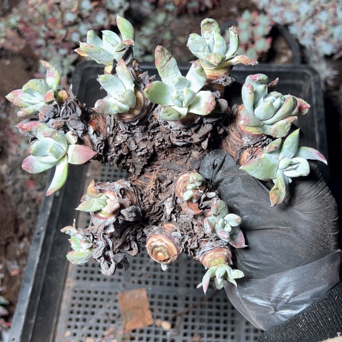 6234阿金尼微瑕哈哈哈哈哈哈