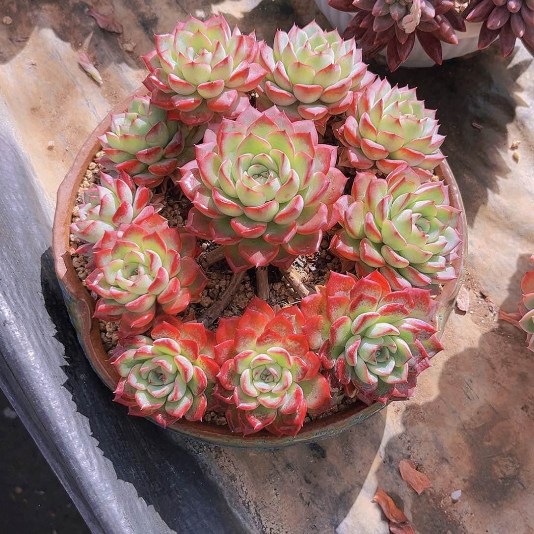 Y***nYocan99999999999999