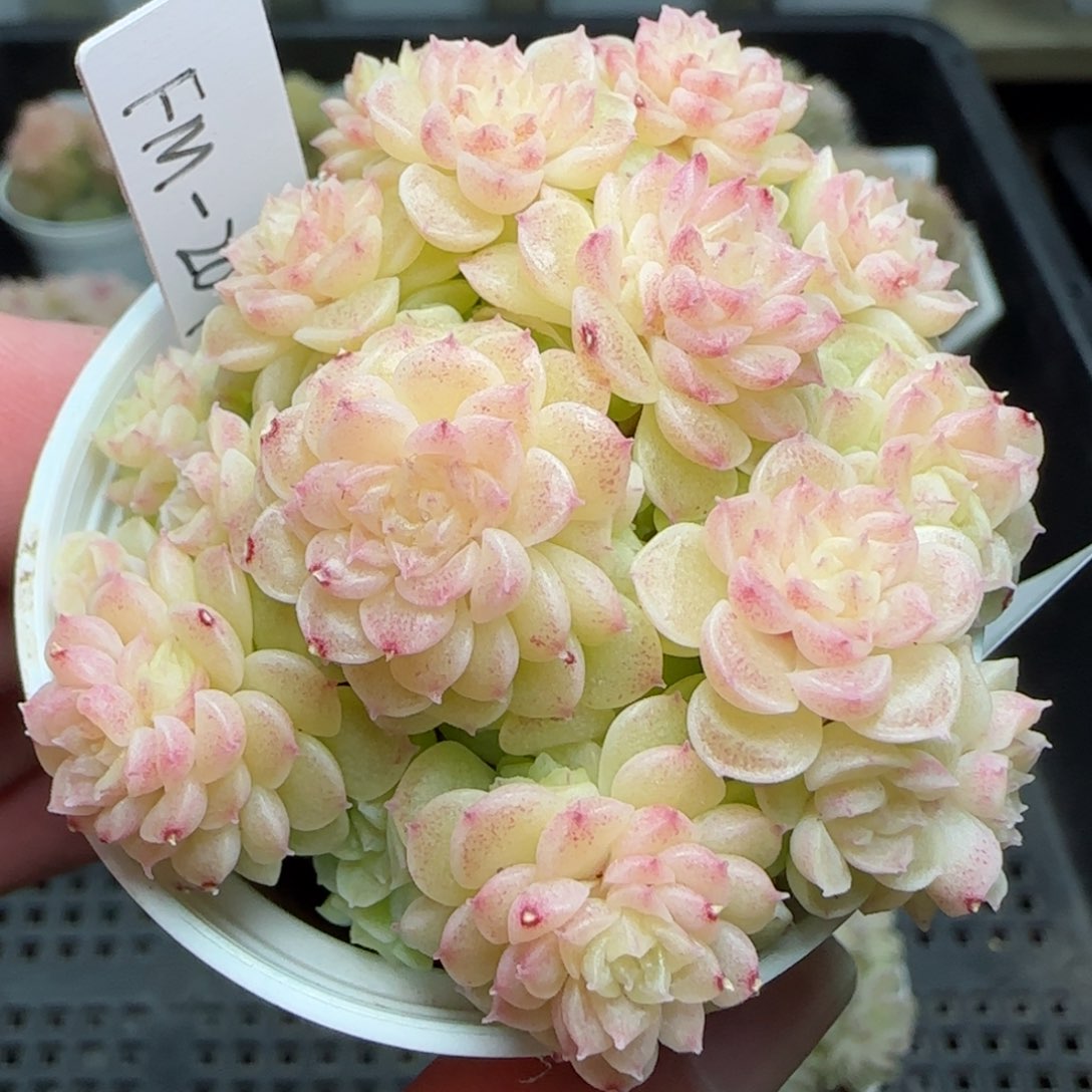 0203-211（FM-209）