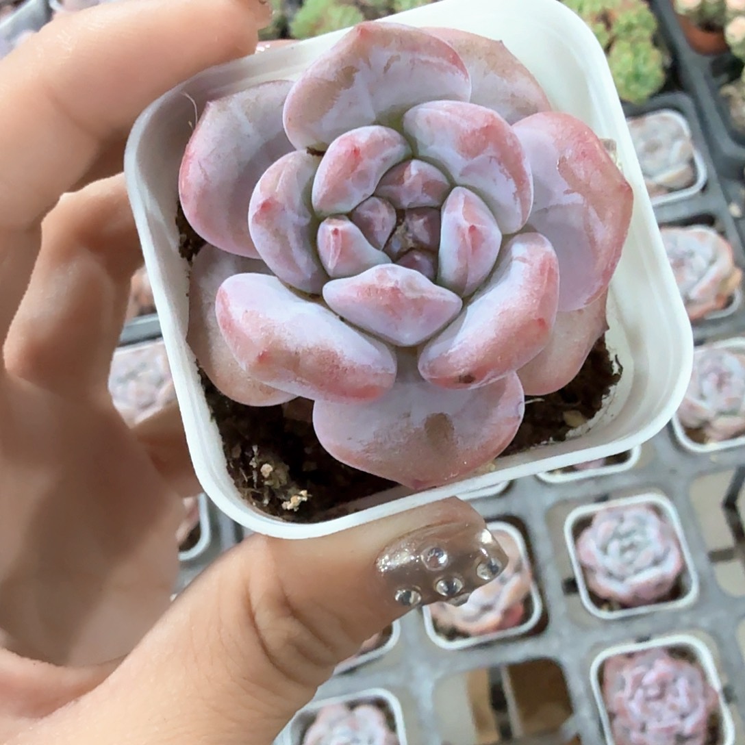 精品奶盖多肉植物