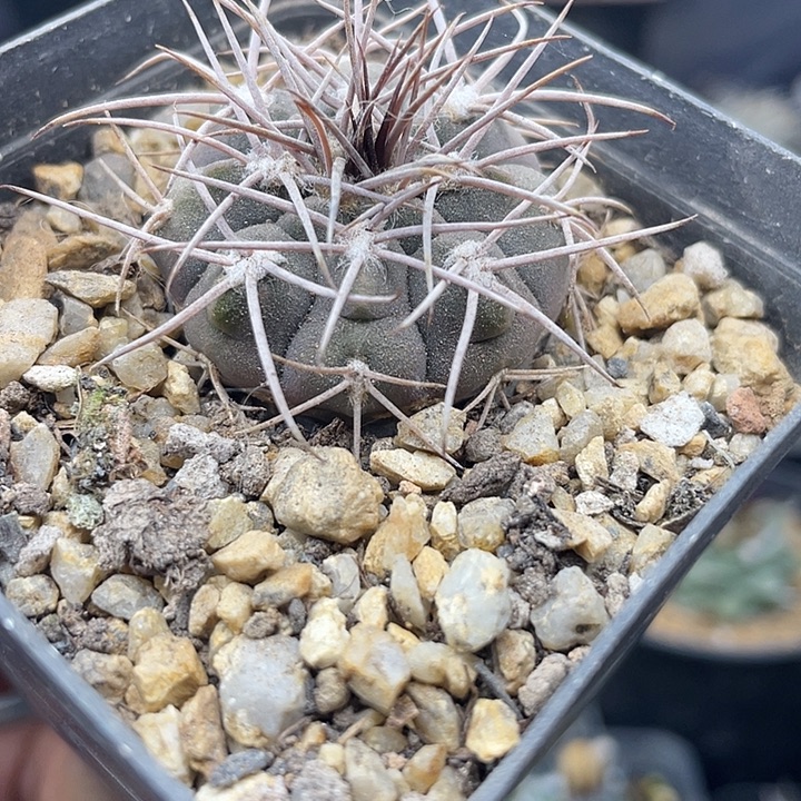 实生天平丸一颗包邮