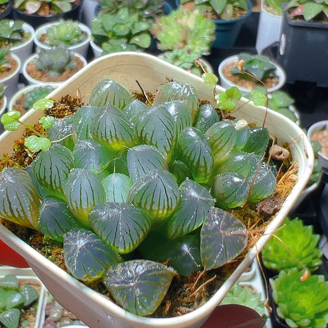 白盆蓝镜带仔一颗