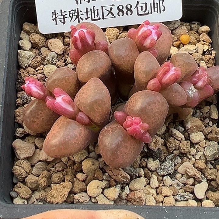 可****当前无花朵，栽培后可花朵899号风铃