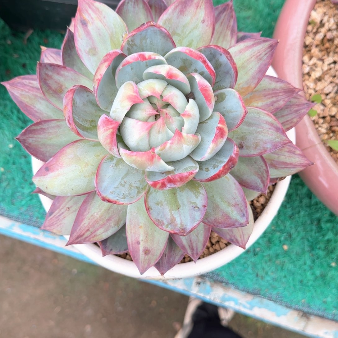 多肉植物多肉植物