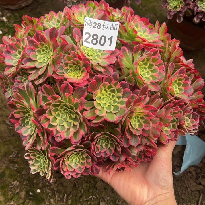 2801南朝霞多肉植物