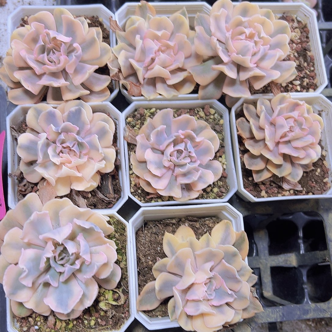 比利时锦19包邮也哦肉植物