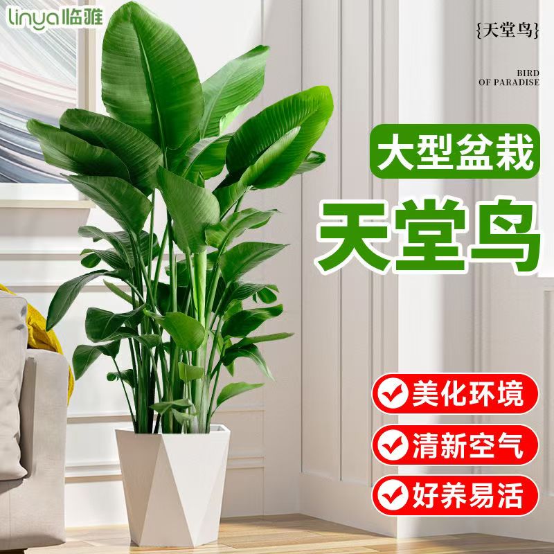 【80-90厘米】天堂鸟大型绿植室内外好养可净化空气