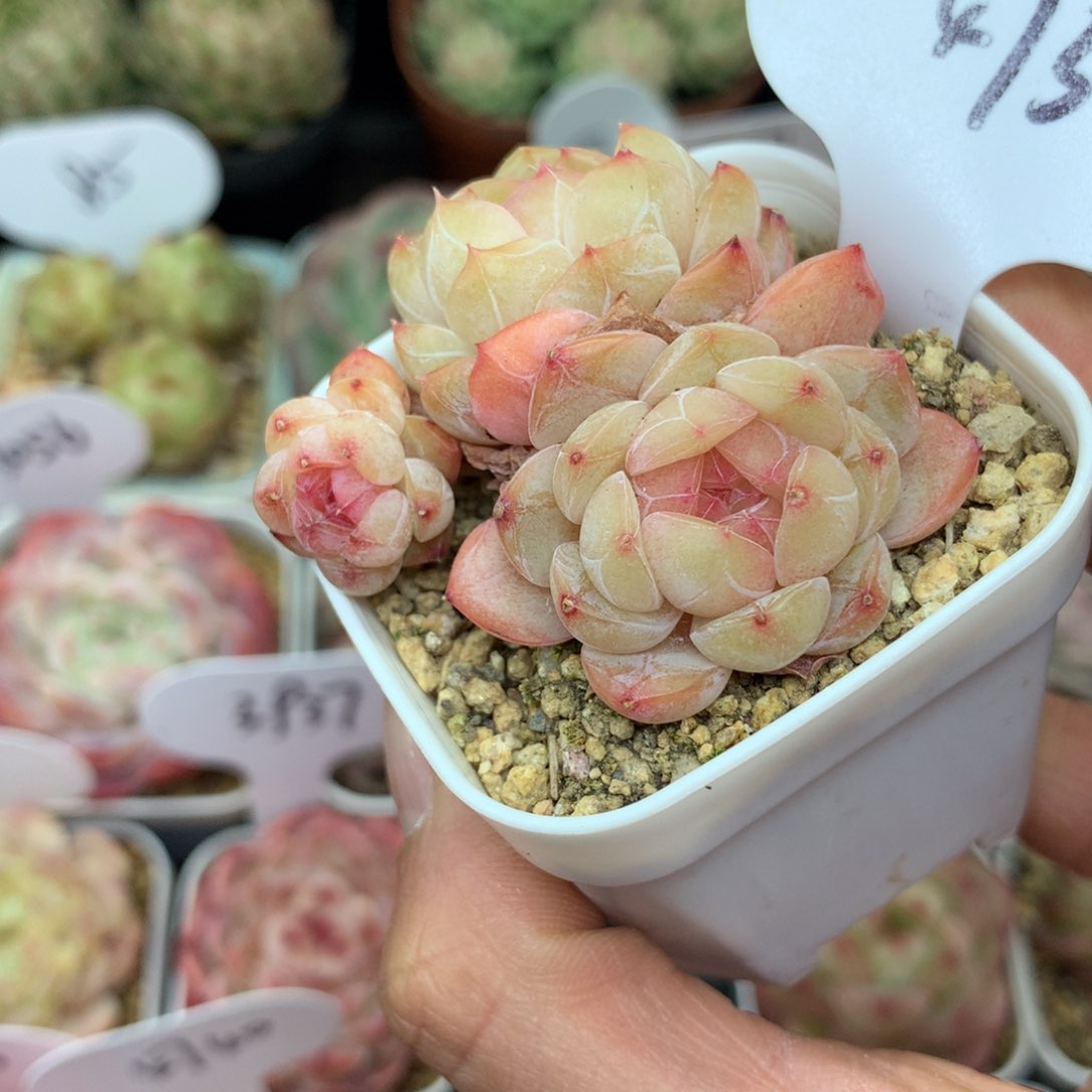 玉珠珍妮3头群4732