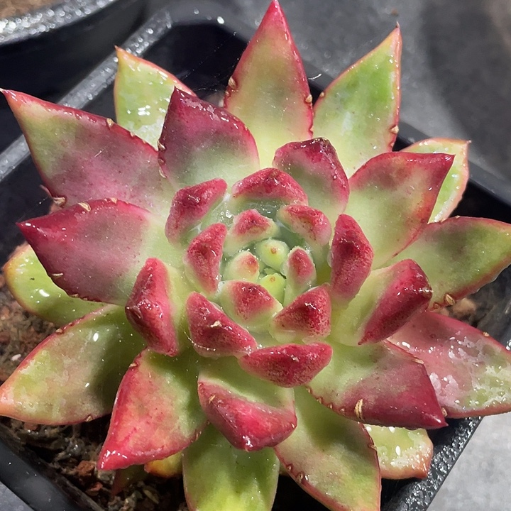 太阳宝石 多肉植物