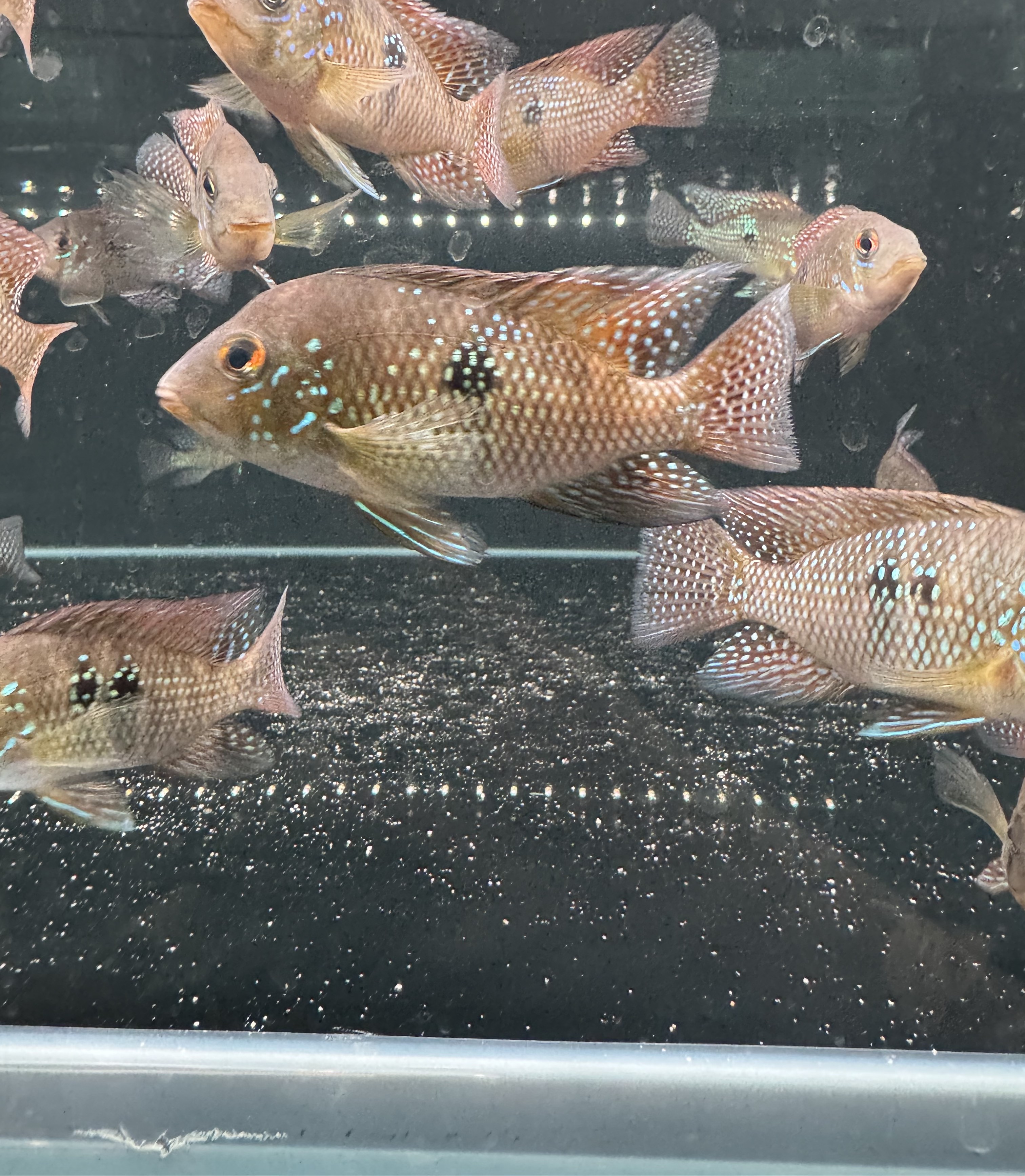  伊波拉慈鲷大型热带鲷鱼淡水观赏鱼热带鱼活体可混养