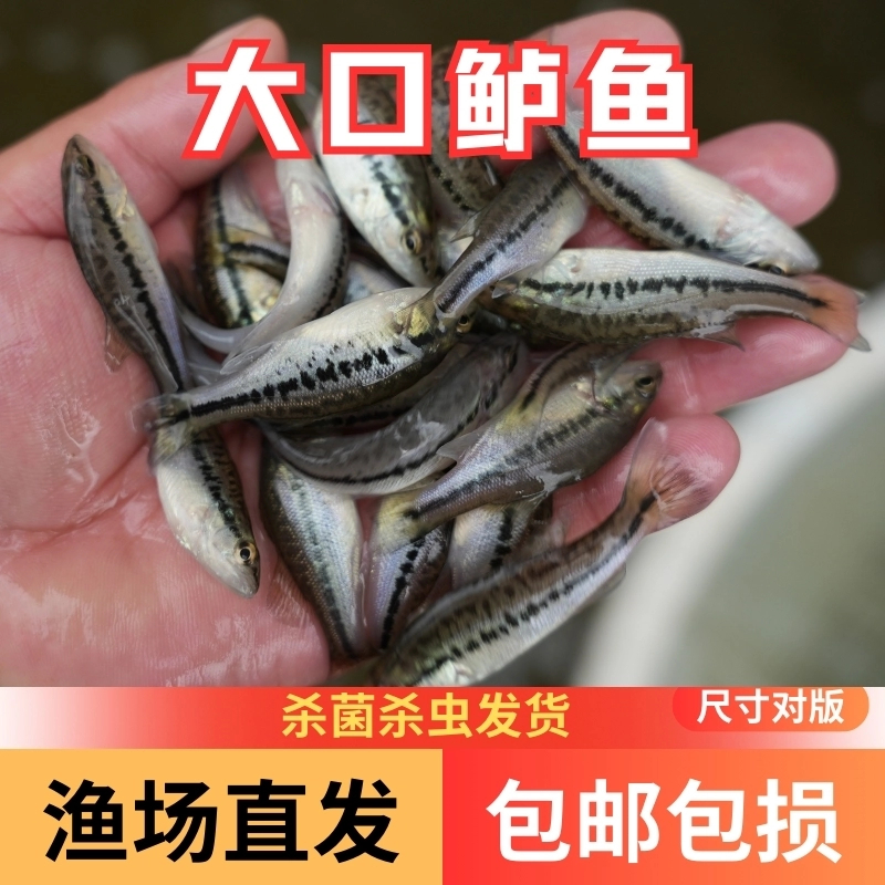 【活体】贵州优质鲈鱼大口鲈加州鲈鱼（4-8厘米）观赏鱼淡水鱼冷水