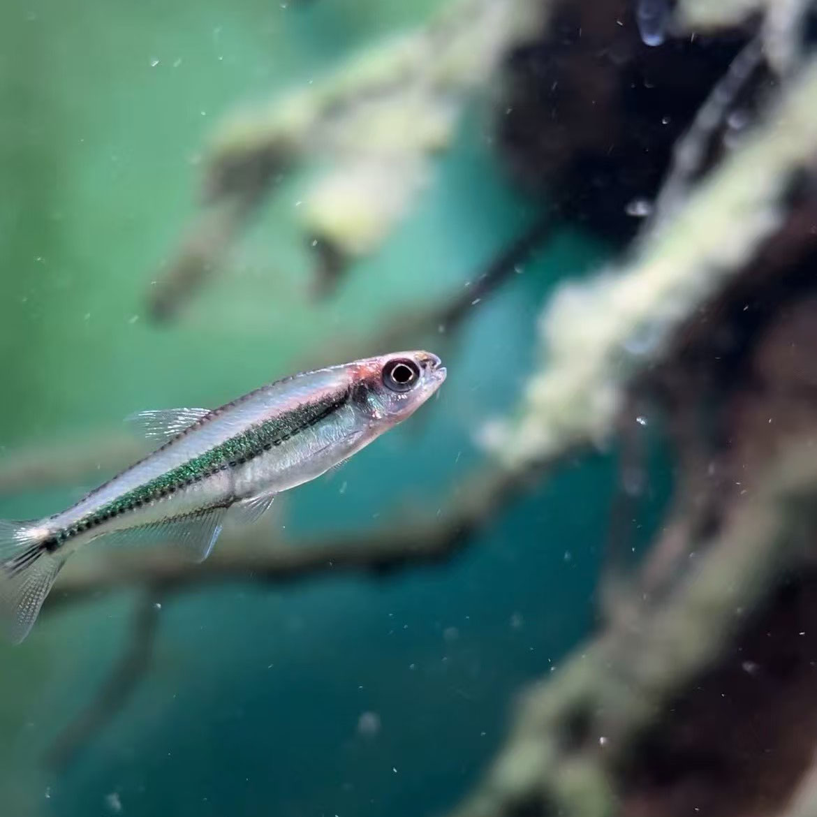 翡翠梦境灯和组合（完整开箱视频报损）鱼明知山有虎观赏鱼
