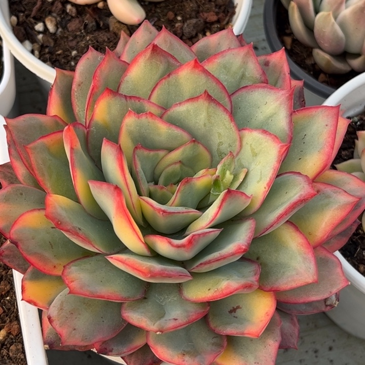 澳洲女神锦一颗价格