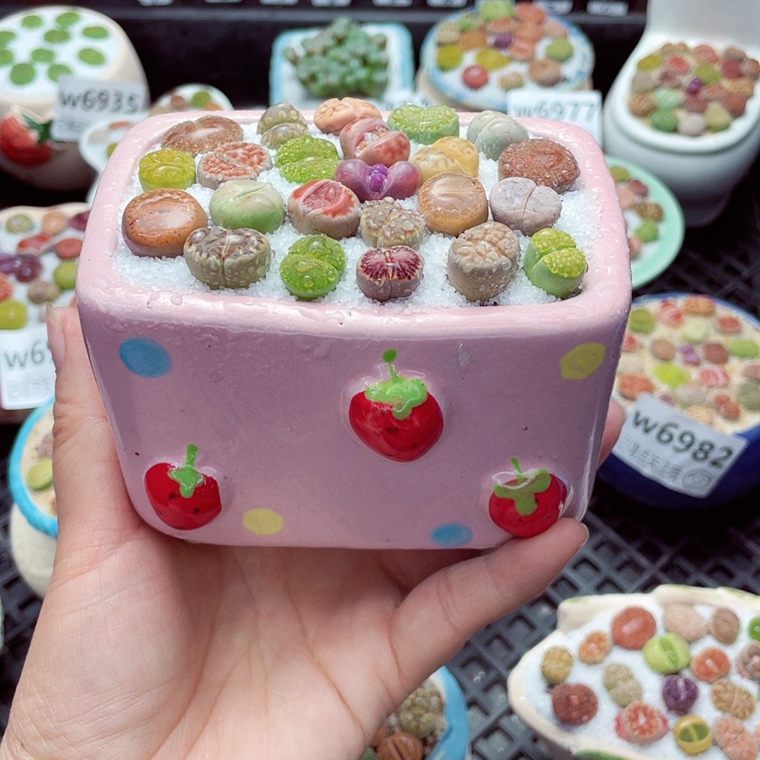 w6993 带盆土发货-零下地区拍保温箱