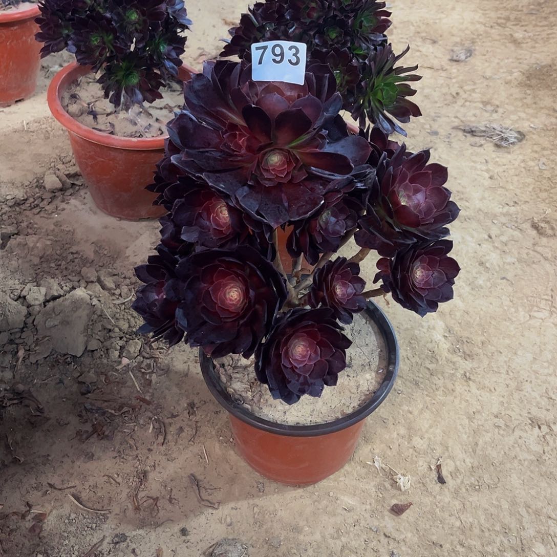 冰*多肉植物一物一拍793