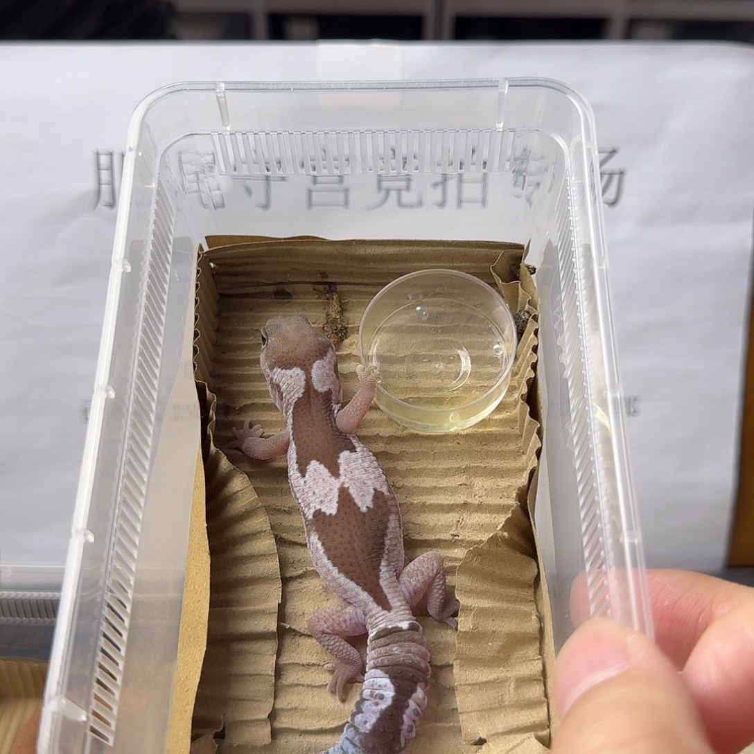 肥尾守宫福利包邮 奥利奥祖鲁 轻微地包天