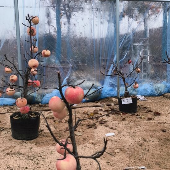 无花朵小苹果盆栽