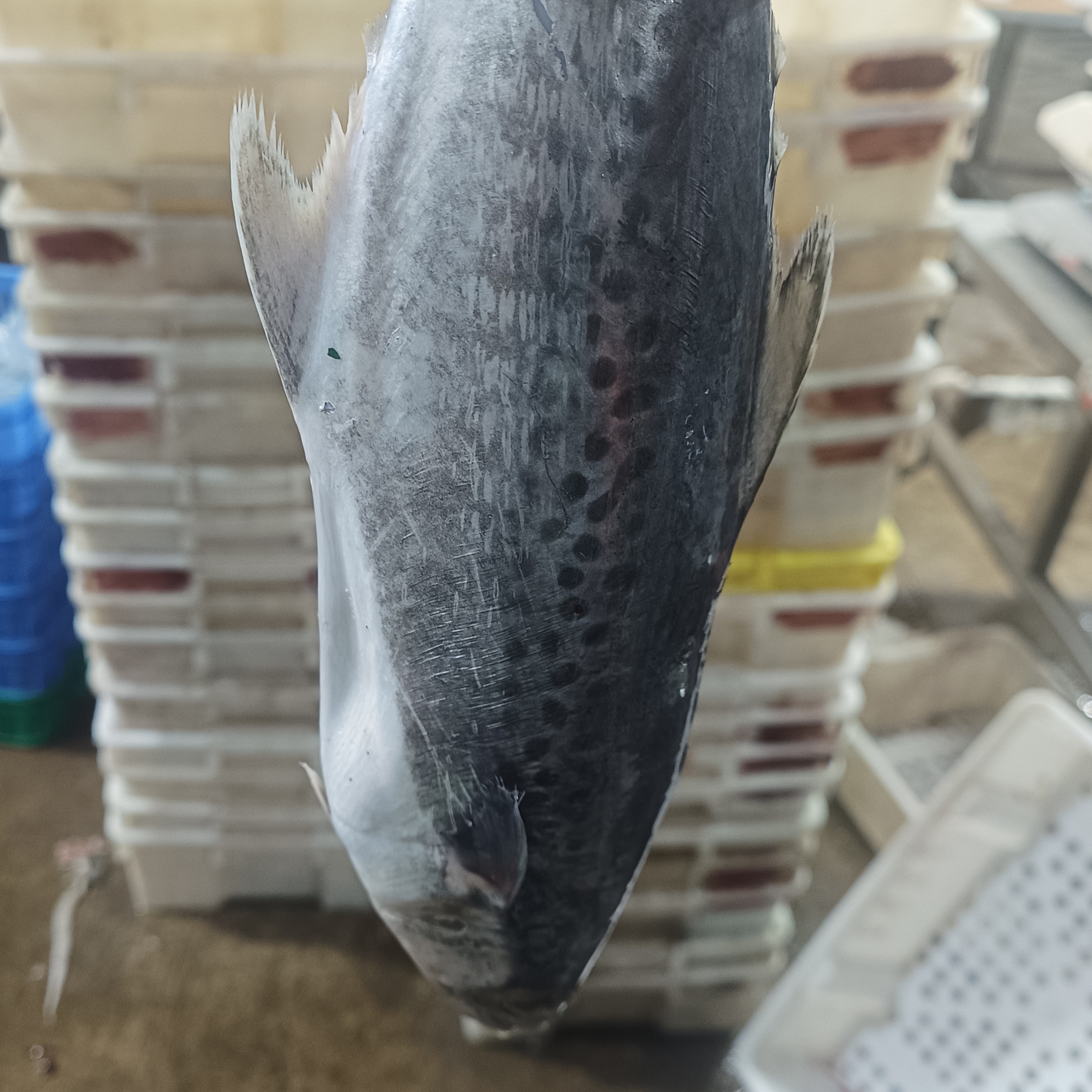 湛江本地白腹马鲛鱼 花鲛 扁鲛 速冻发货