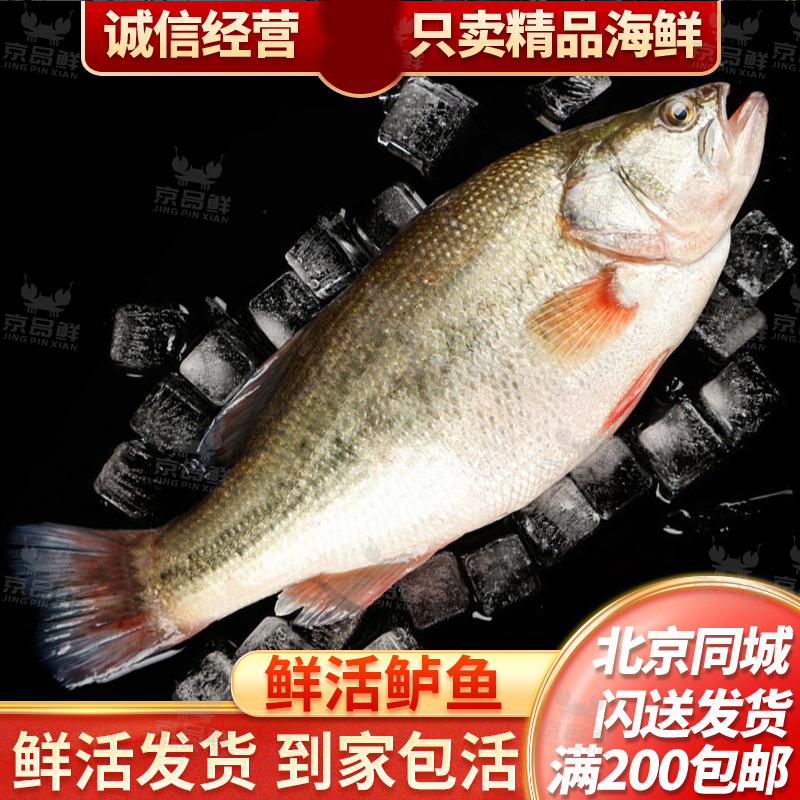 鲜活淡水河鲈鱼1.5-1.6斤左右1条鲈