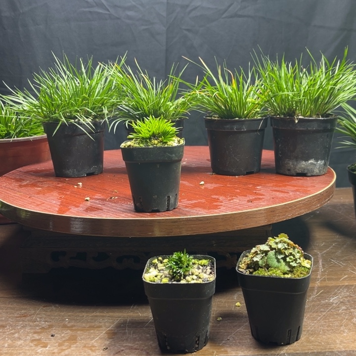 【闪购商品】红陶蝸*