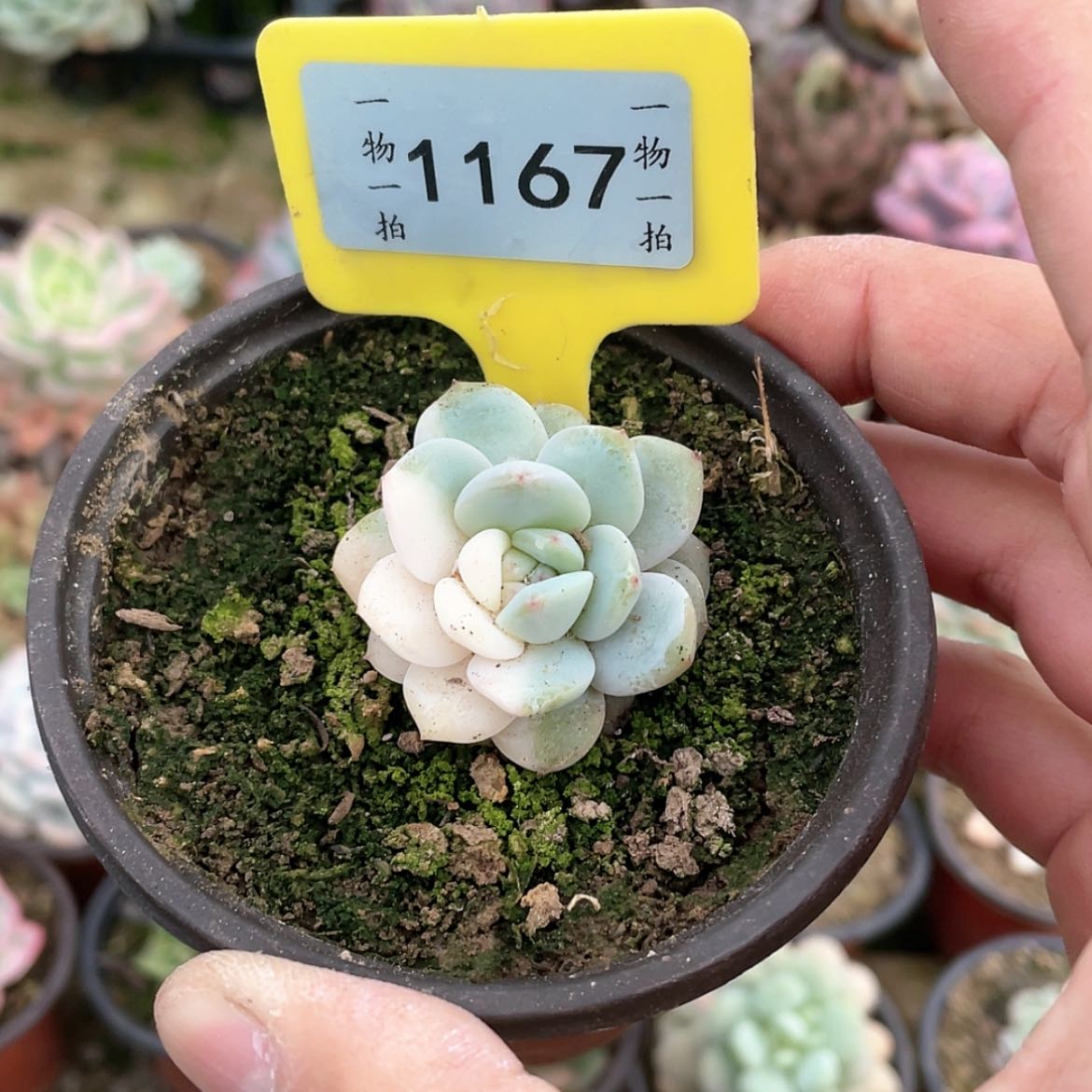 【闪购商品】ʚ**1167号