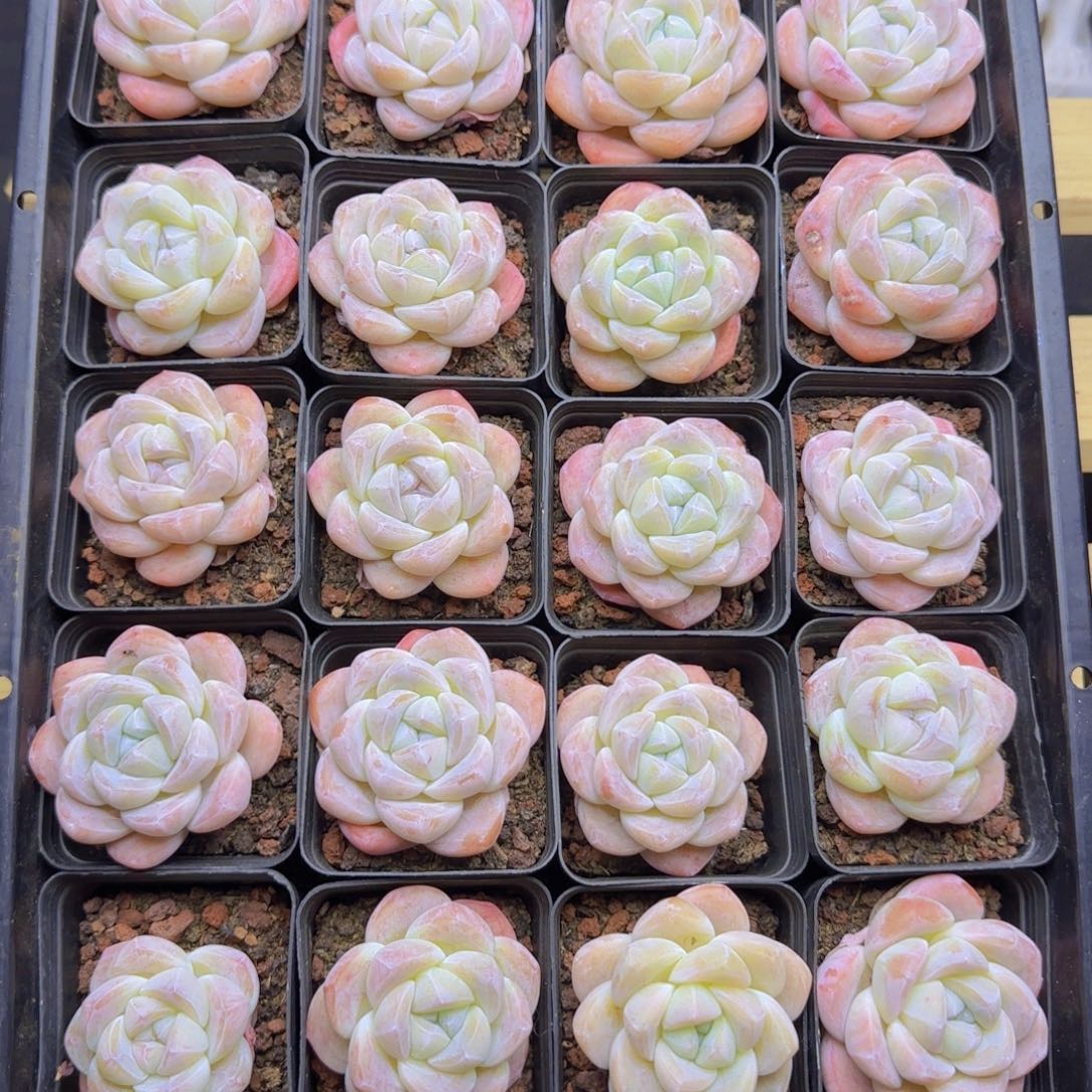 冰玉精控白粉体20颗