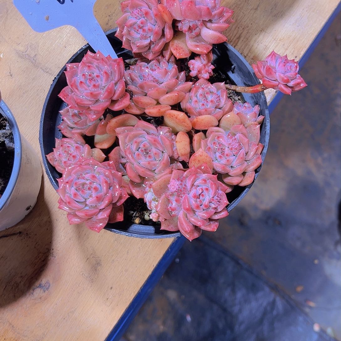 ?***奇64霜花。。。。。。。。。