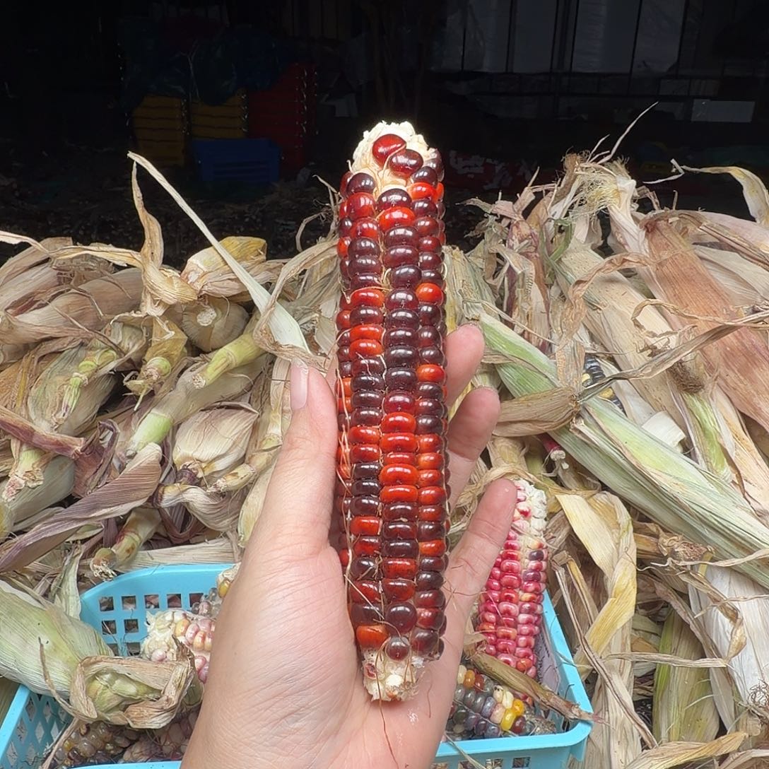 M***豆吊坠柏香籽/百香籽
