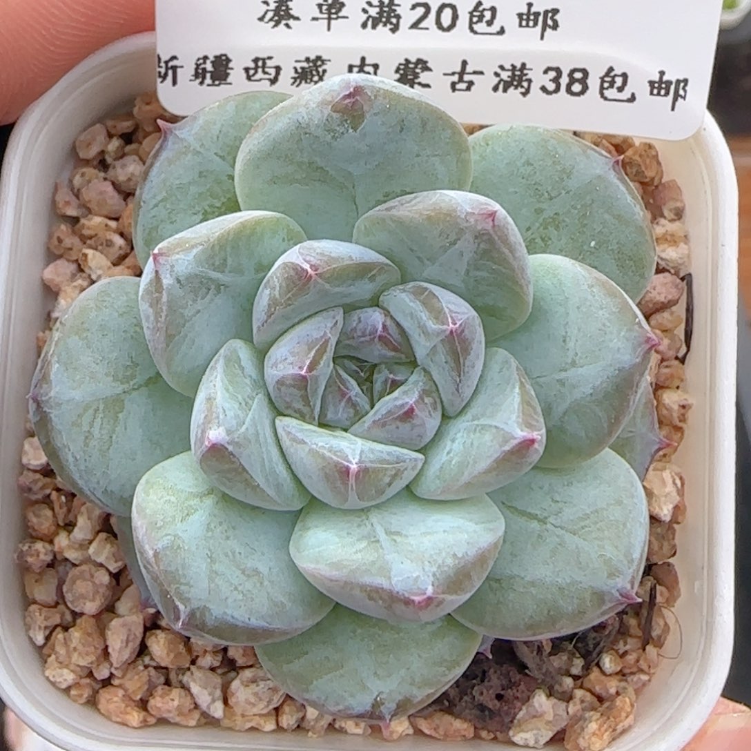 0608-106糖心糖心